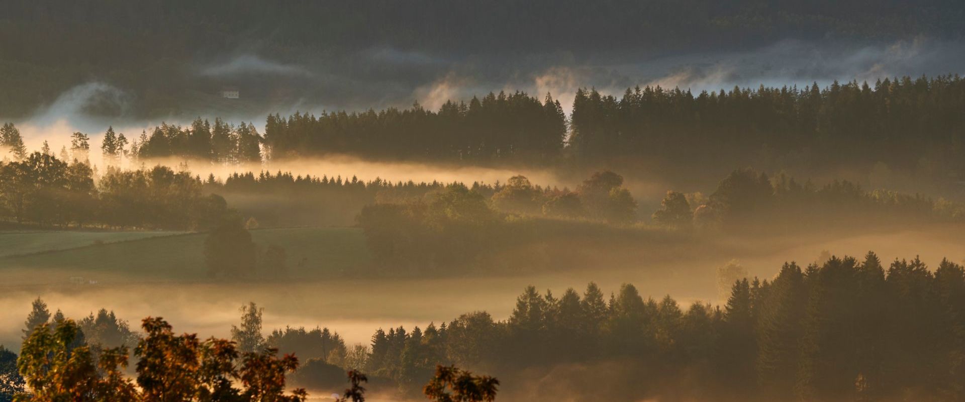 Nebelschwaden im Bayerischen Wald. Bildautor Woidlife Photography